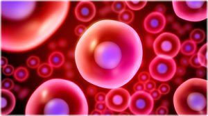 stem cells